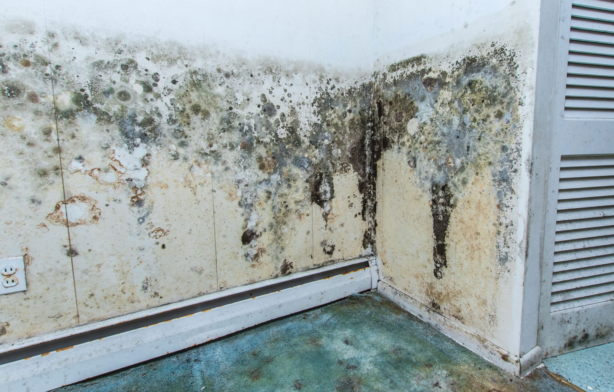 mold removal st george